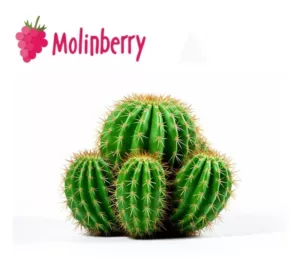 Cactus Molinberry Concentrate | One shots 10ml